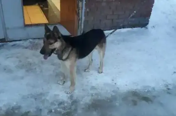 Найдена собака у гаража в Северске