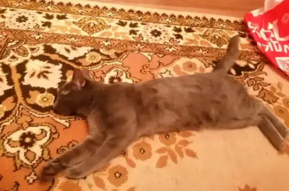 Пропал кот: Некрасова, 36, Альметьевск