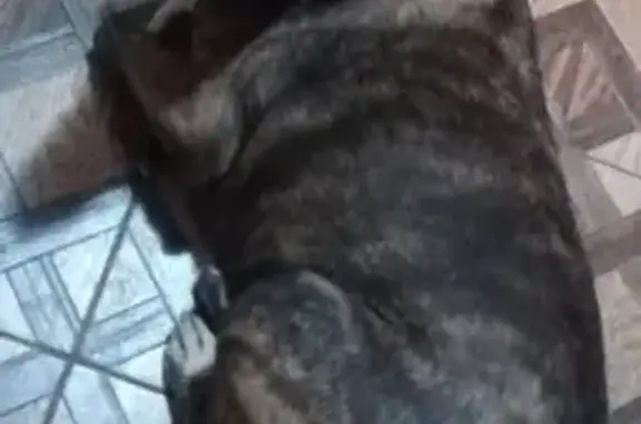 Найдена собака: Чукотский проезд, Мск