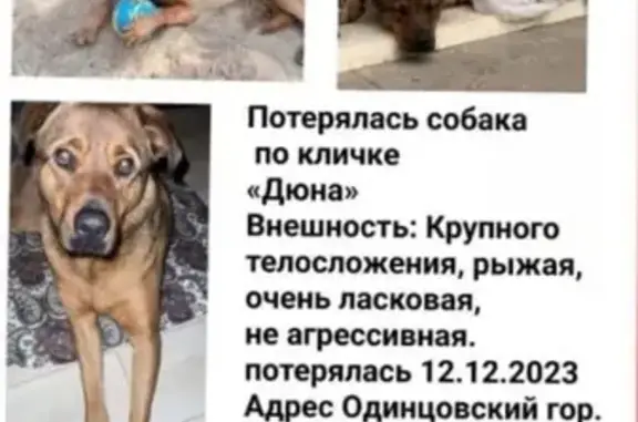 Пропала собака Дюна, Захарово
