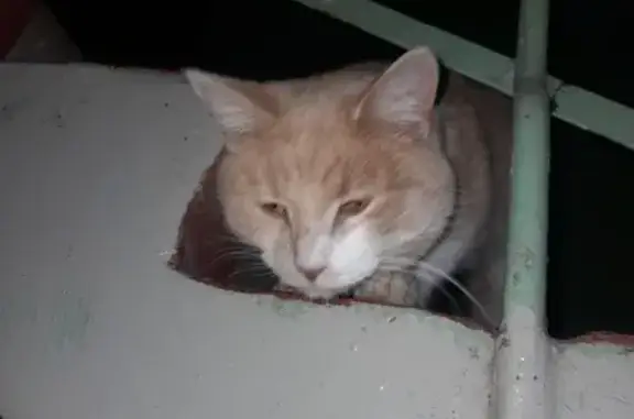 Найдена кошка: ул. Туганлык, 12, Казань