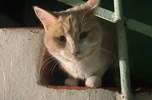 Найден кот: ул. Туганлык, 12, Казань