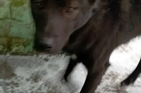 Найден пёс в Сызрани, игривый!