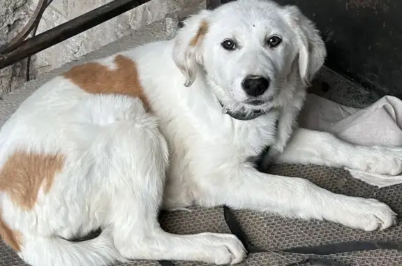 Найдена собака: Буюк Ипак Йули, Ташкент