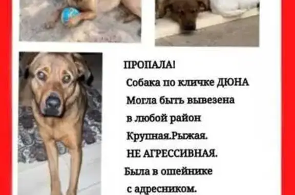 Пропала собака в Захарово, МО