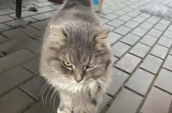 Найден кот: Первомайская, 32, Волжский
