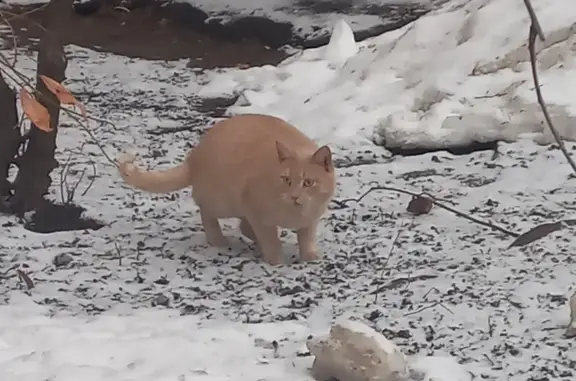Найдена кошка: Петровско-Разумовский, 24к19