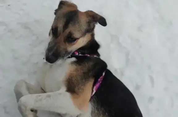 Собаки потеряшки, Нижний Новгород, фото: Потеряшка собака, Мануфактурная, Н.Новгород