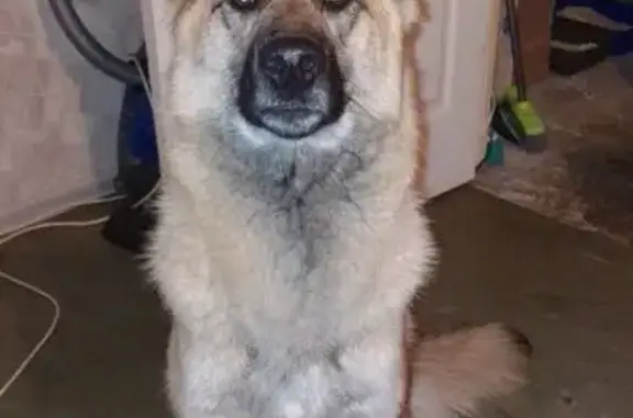 Собаки потеряшки, Санкт-Петербург, фото: Потеряшка собака Гретта, Козлова, 45 к1