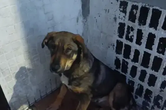 Найдена собака на Самарской 21, Ульяновск