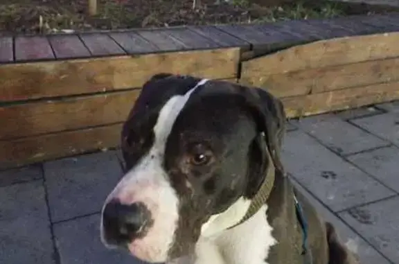 Найденные животные Ростов-на-Дону, фото: Найден стафф на Комарова, 15