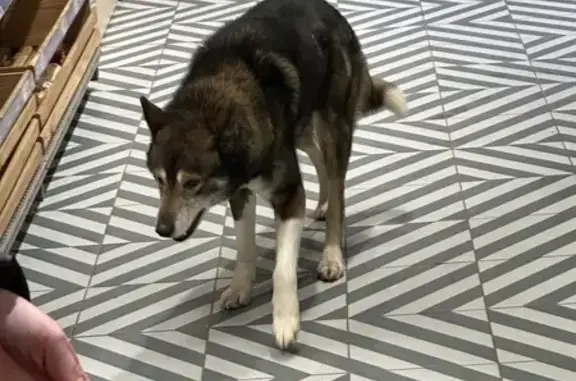 Найдена собака: Калужское ш. 1, Тула