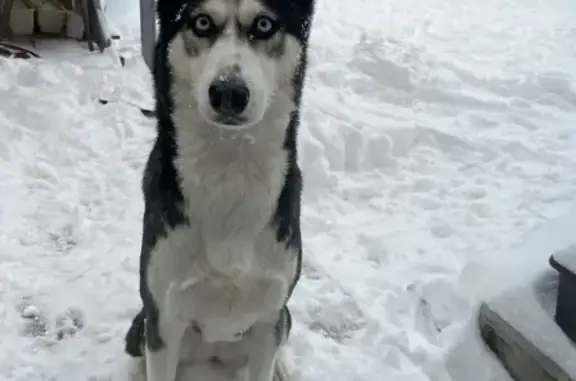 Пропала собака на Чапаева, Петрозаводск