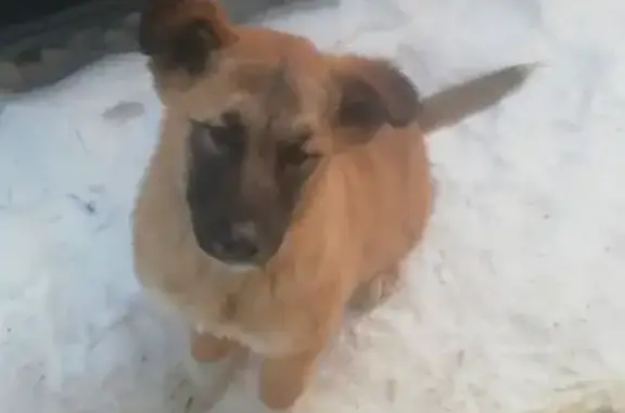 Найден щенок в Ижевске, Магистральная
