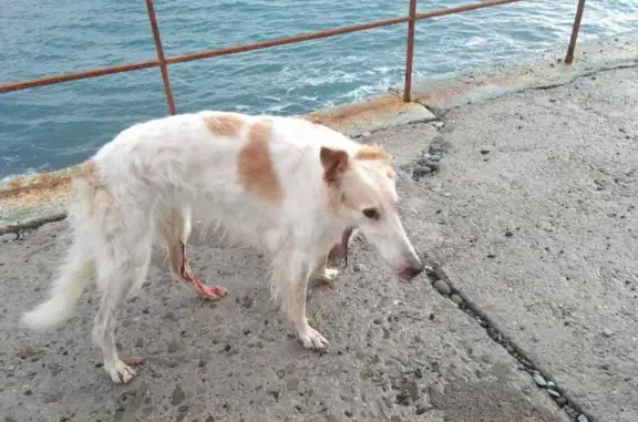 Найдена собака на пляже в Ялте