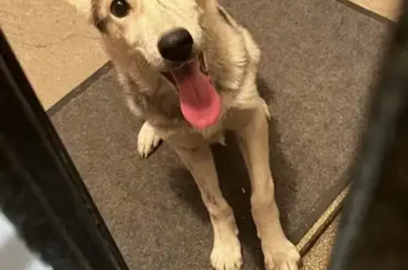 Найдена собака: Тбилисский б-р, 13