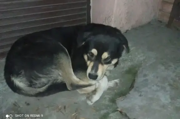 Найдена собака: Комсомольская, 21