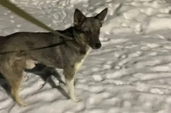 Найдена собака, Пудомяги, фото: Собака найдена: 41К-010, Пудомяги