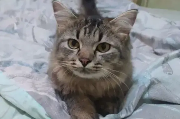 Найдена кошка ул. Ефремова, 117