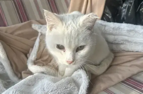 Найдена белая кошка: Тихий пер., 14