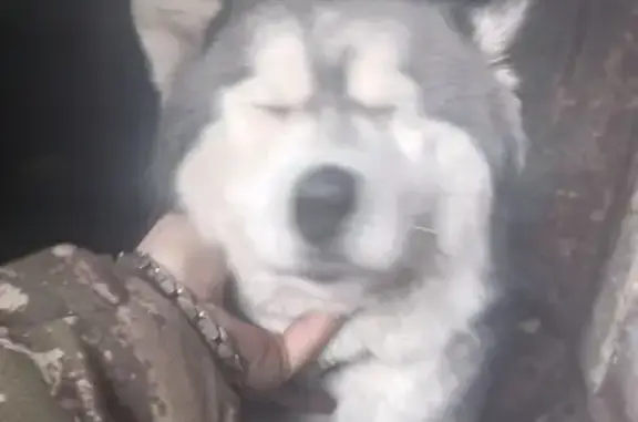Найдена собака Лайла в Пермском крае