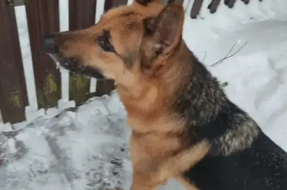 Найдена собака у Судаково, Домодедово