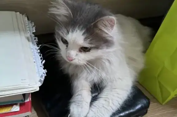 Найдена кошка: Косыгина 31к3, СПб