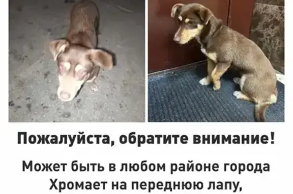 Пропала собака, ул. Пирогова, 15