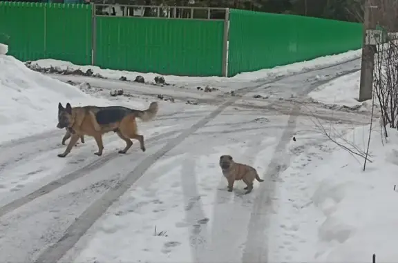 Найдена собака с щенками в СНТ Воронеж