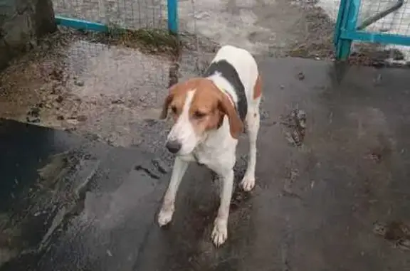 Найдена собака в Бакланском, 3 года