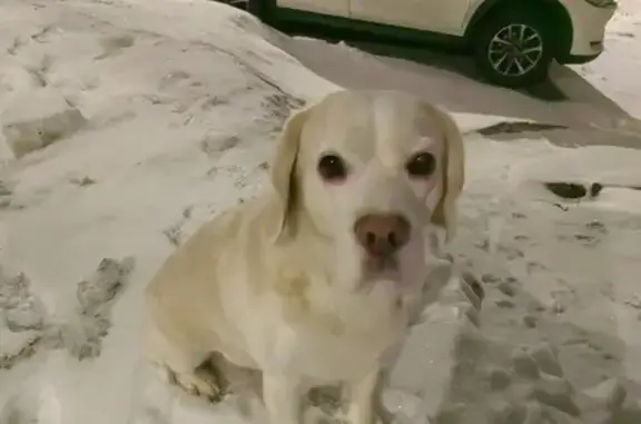 Собака найдена: Пушкина, 36, Н. Новгород