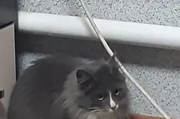 Кошка найдена: Донской пер., 41, Шахты