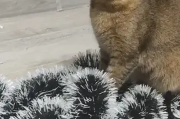Пропала кошка: Карла Маркса, 124, Ижевск