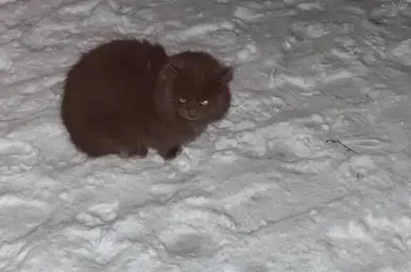 Найдена кошка, ул. П. Савельевой, 52 к2