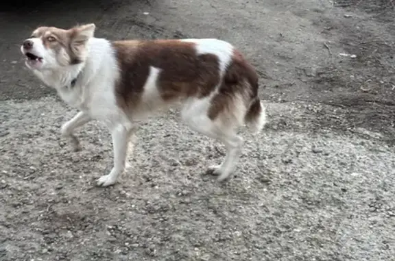 Найдена собака на Суздальской, 1