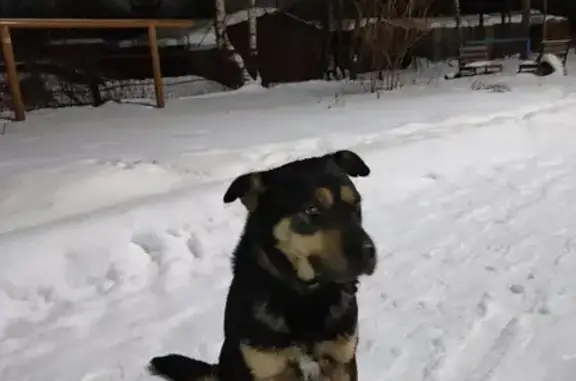 Найдена собака: ул. Романа Пискунова, 2