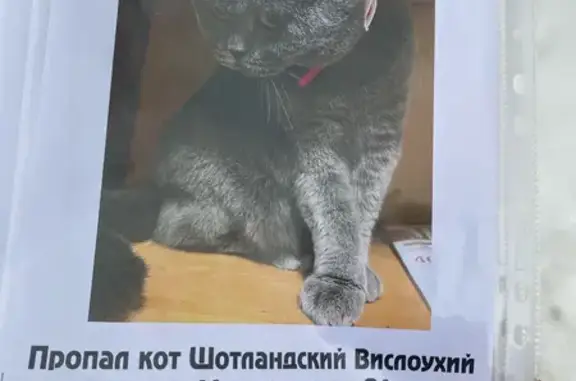 Пропала кошка: Медицинская ул., 2А