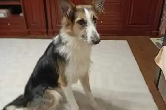 Собаки потеряшки, Нижний Новгород, фото: Потеряшка Тося, Цветочная, Н. Новгород