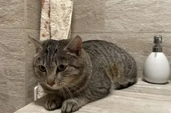 Найден пухлый серый кот, ул. Стасовой, 31