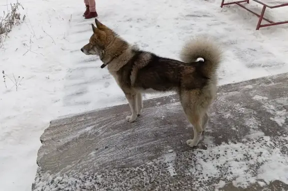 Найдена собака, ул. Барбюса, 63, Челябинск