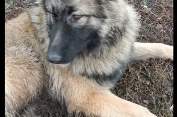 Найдена собака, 14Н-124, Весёлолопанск
