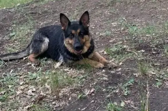 Собаки потеряшки, Волгоград, фото: Потеряшка овчарка: Гвардейская, 69