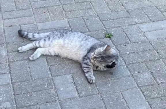 Пропала кошка, Нижегородская, 40