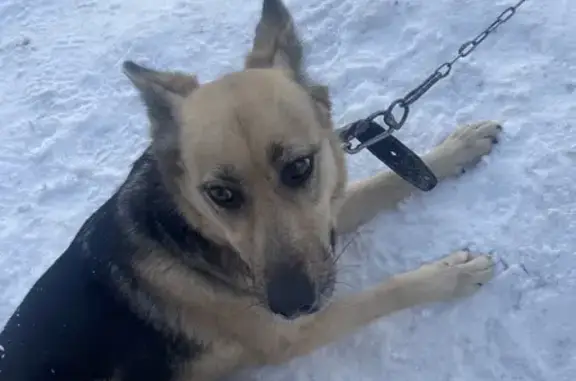 Собака найдена: пр-т Защитников Москвы