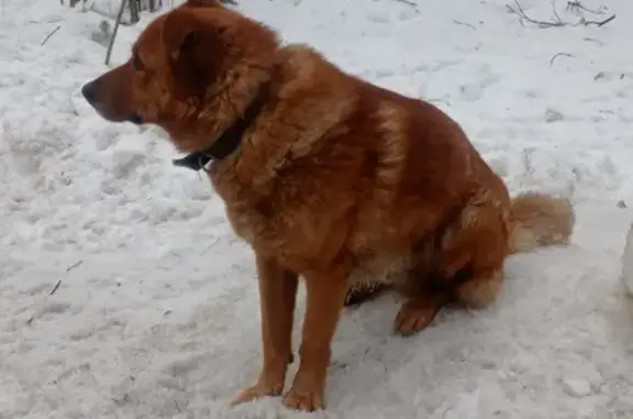 Найден рыжий пес, Комсомольская ул.