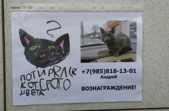 Пропала кошка: Зворыкина, 8 к1