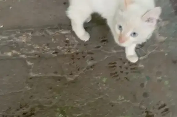 Найден котёнок, ул. Гагарина, Орехово