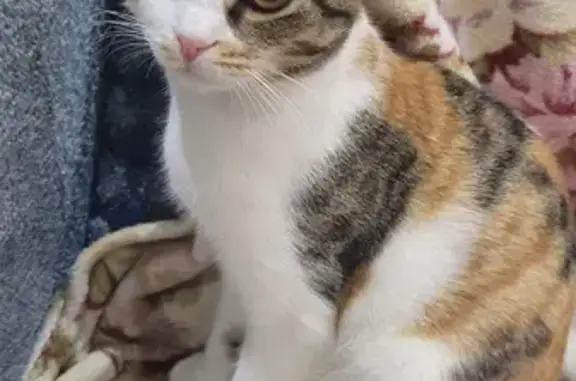 Кошки потеряшки, Армавир, фото: Потеряшка кошка: Новороссийская, 171