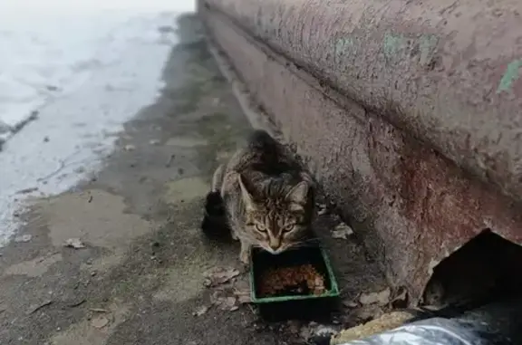Кошка найдена: Московская ул., 3А, Химки