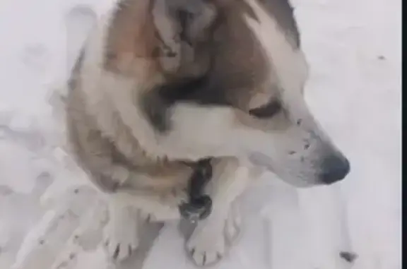 Найдена собака в Полозовских Дворах